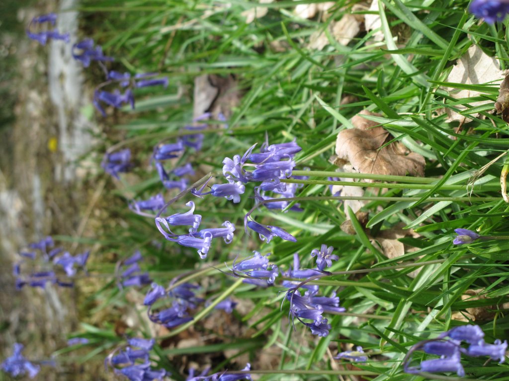 Hyacinthoides non-scripta